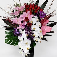BIGアレンジメント・胡蝶蘭2本入り(赤×ピンク系)