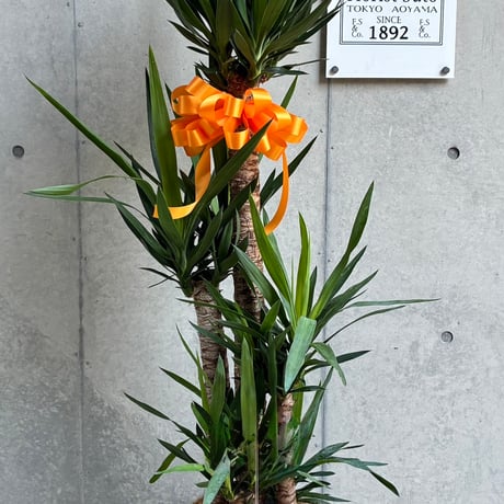ユッカ(大鉢) | Florist Suto (フローリストストウ)
