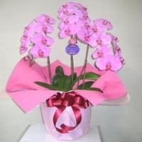胡蝶蘭3本立(ピンク)