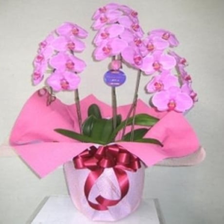 Florist Suto (フローリストストウ)