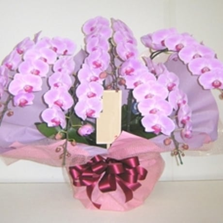 胡蝶蘭5本立