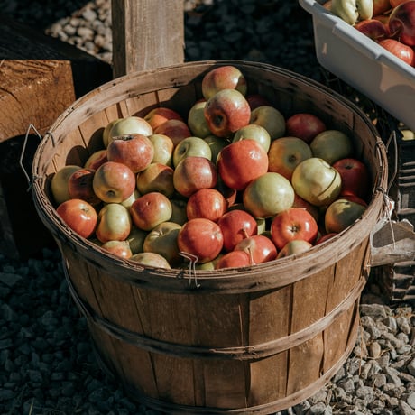 Cidre -シードル- 5本 【予約販売】リンゴジュース1本付き