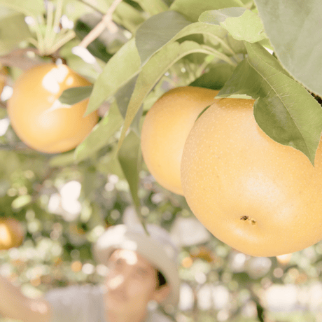 CATEGORY Pear | YUZAWA FARM