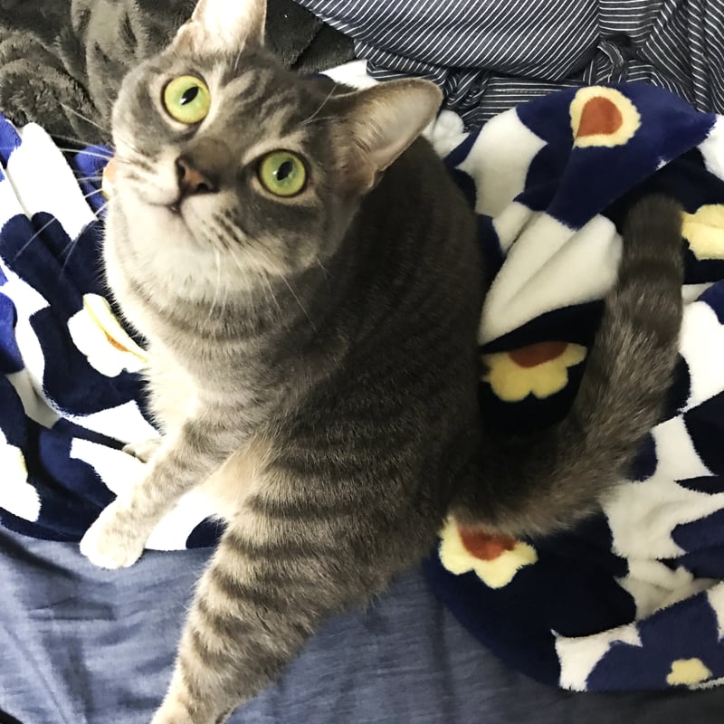 オリジナルA4サイズフォト刺繍【背景なしタイプ】 | Biken刺繍