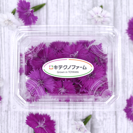 ナデシコ　紫