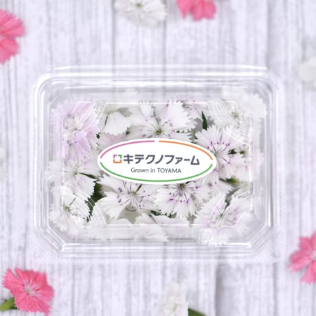 ナデシコ　白