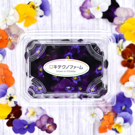 ビオラ　紫