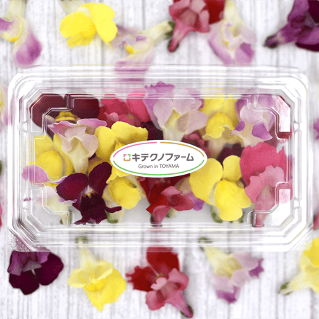 キンギョソウ　MIX
