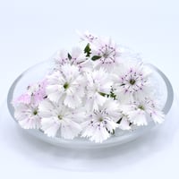 ナデシコ　白
