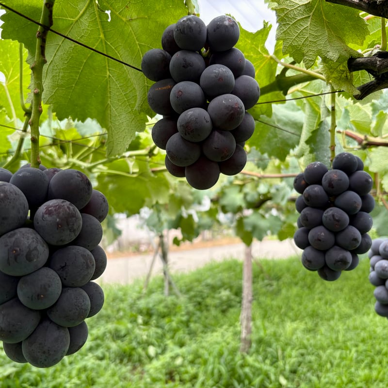 お得用】 種なし巨峰 5房：約1.8kg | ぶどうのにしかわオンラインショップ