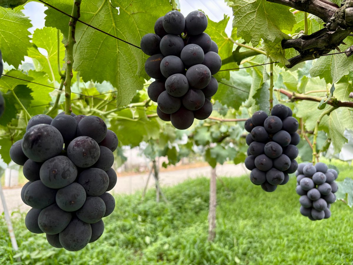 お得用】 種なし巨峰 5房：約1.8kg | ぶどうのにしかわ