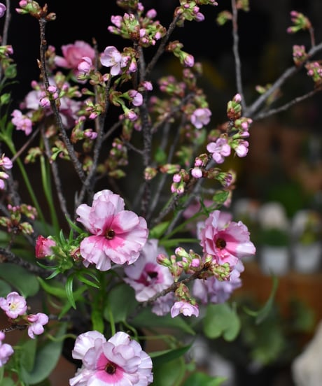 【毎月第一火曜日】　お花の定期便