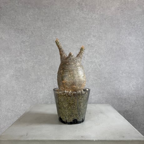 パキポディウムグラキリス | STORES