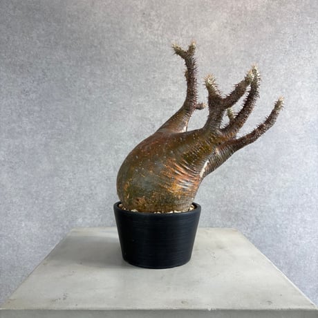 パキポディウムグラキリス | STORES