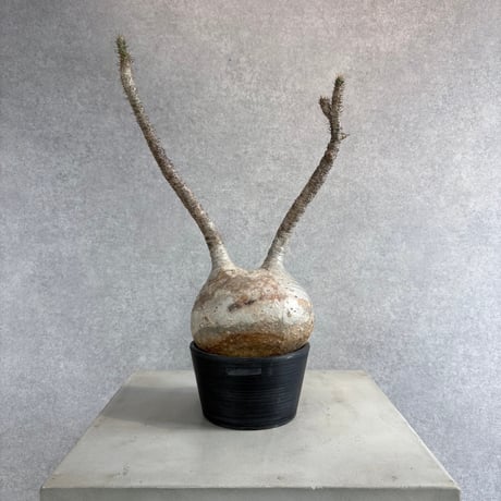 パキポディウムグラキリス | STORES