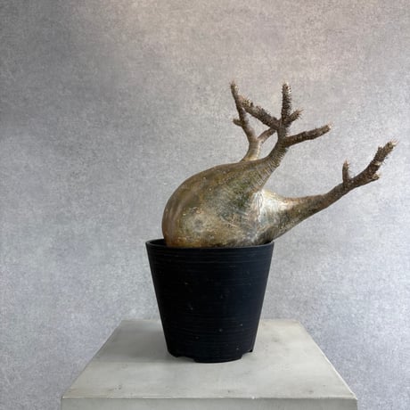 パキポディウムグラキリス | STORES