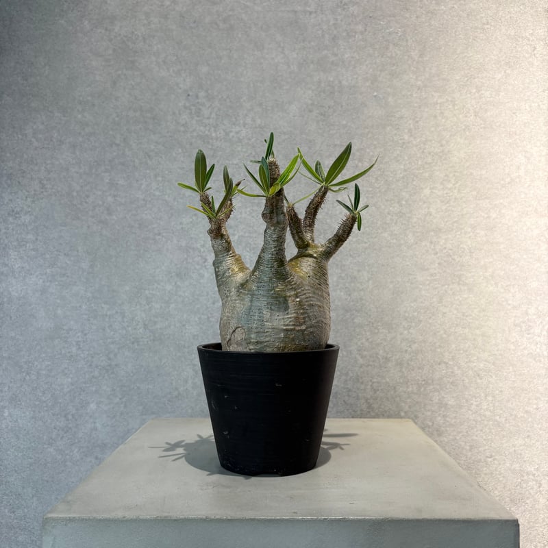 大*様 3.パキポディウム グラキリス 大*様 3.パキポディウム グラキリス 楽天市場】観葉植物