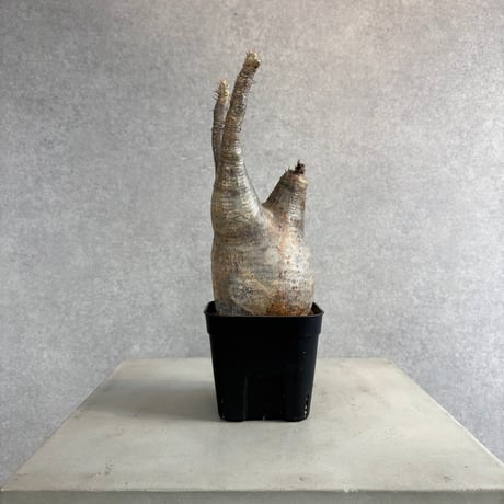 パキポディウムグラキリス | STORES