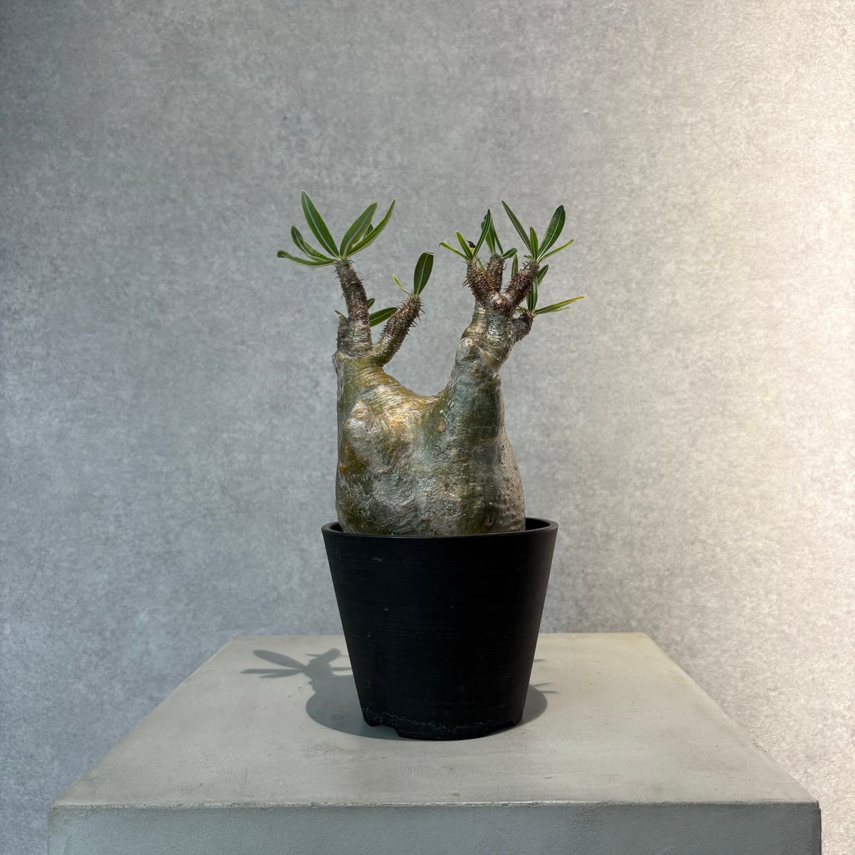 パキポディウム グラキリス 35 | N3SELECT STORE