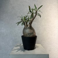 24.パキポディウム グラキリス パキポディウム グラキリス-PG248 | Supervoid Caudex