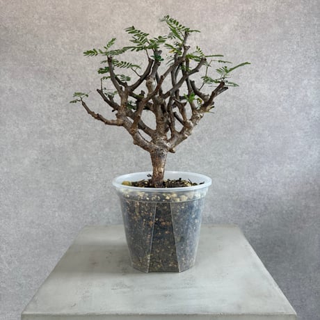 センナメリディオナリス | STORES