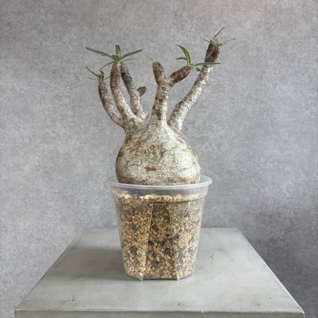 パキポディウムグラキリス | STORES