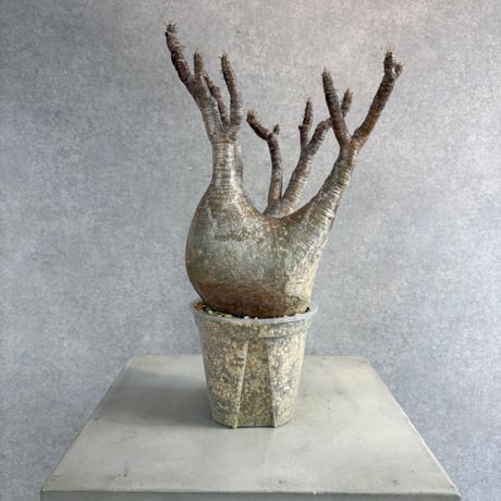 パキポディウムグラキリス | STORES