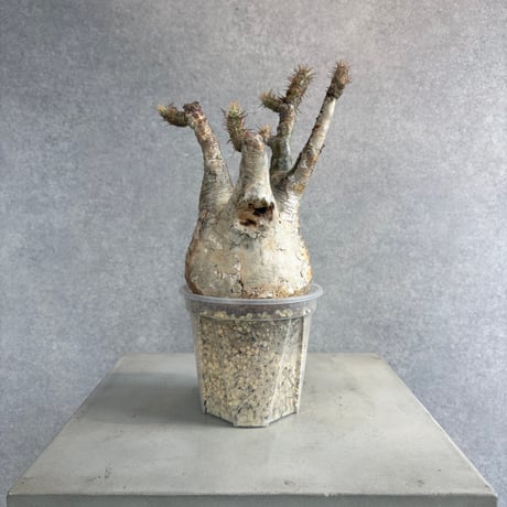 パキポディウムグラキリス | STORES