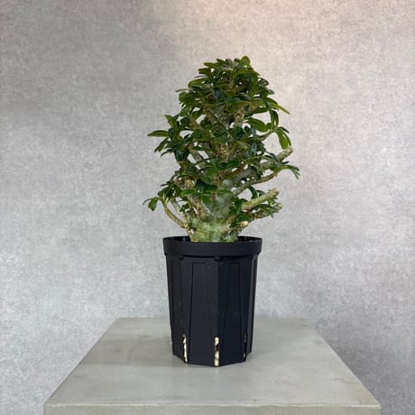 ドルステニアギガス　本日限定特価10/10 ドルステニアギガス | STORES