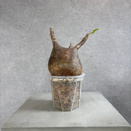 グラキリス | STORES