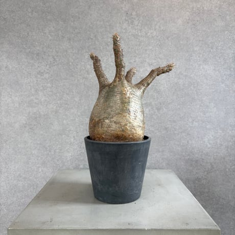 パキポディウムグラキリス | STORES