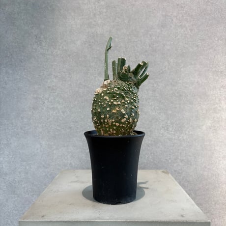 アデニアグロボーサ | STORES