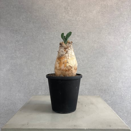 ブーファンハエマンソイデス | STORES