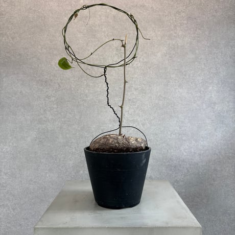 メキシコ亀甲竜 | STORES