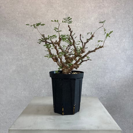 センナメリディオナリス | STORES