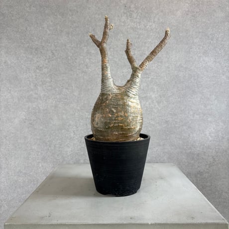 パキポディウムグラキリス | STORES