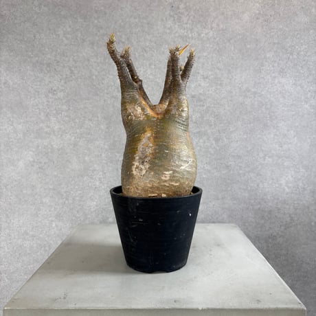 パキポディウムグラキリス | STORES