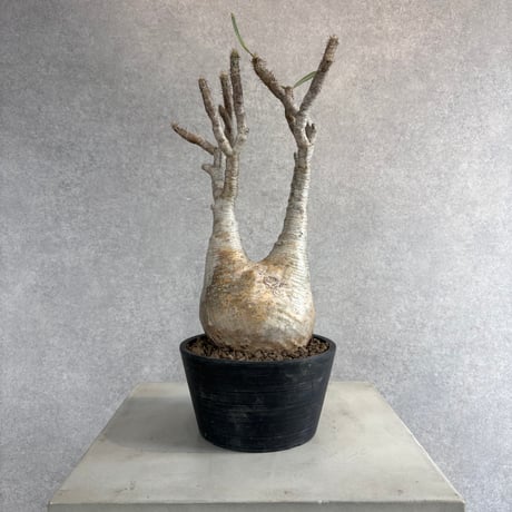 パキポディウムグラキリス | STORES