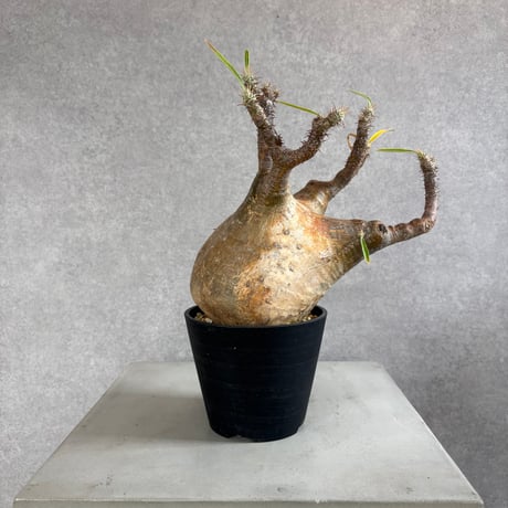 パキポディウムグラキリス | STORES