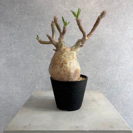 パキポディウムグラキリス | STORES