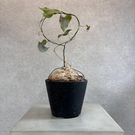 メキシコ亀甲竜 | STORES