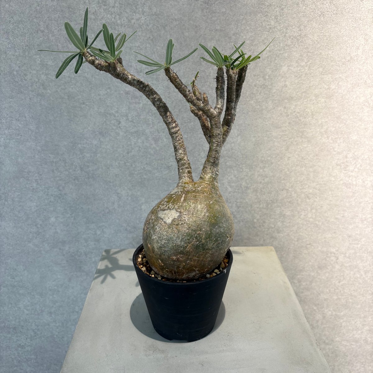 29.パキポディウム グラキリス パキポディウム グラキリス 大 パキポディウム グラキリス-PG294