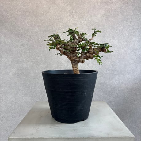 センナメリディオナリス | STORES