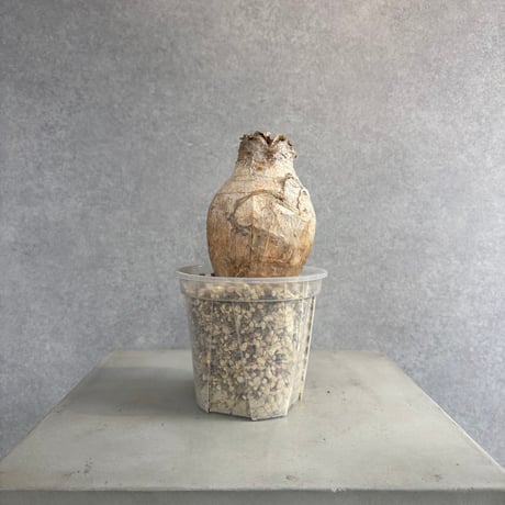 ブーファンハエマンソイデス | STORES