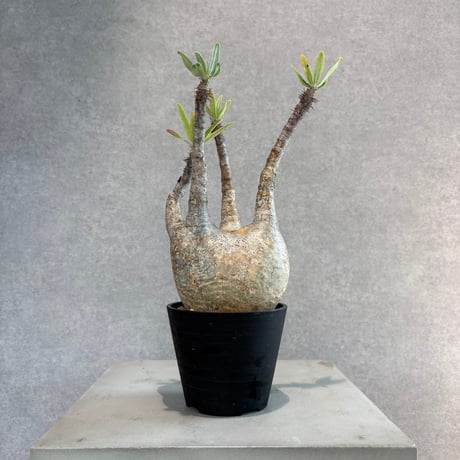 パキポディウムグラキリス | STORES