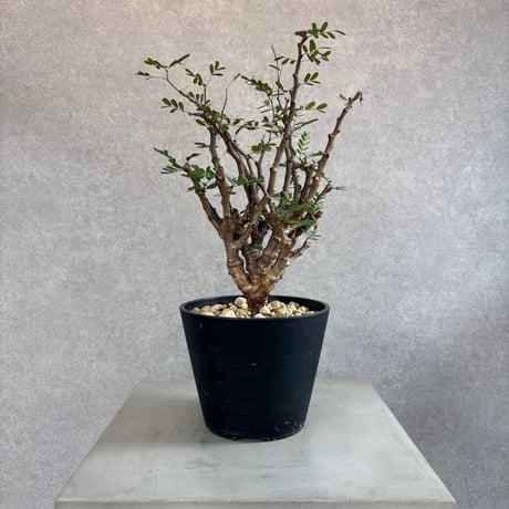 センナメリディオナリス | STORES