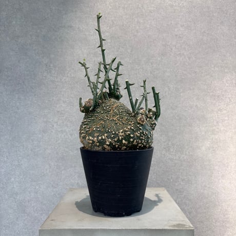 大特価！早いもの勝ち！　アデニア　グロボーサ アデニアグロボーサ | STORES