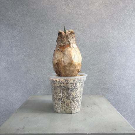 ブーファンハエマンソイデス | STORES