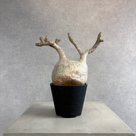 クマクマ様ご依頼品グラキリスセット ☆くまくま様確認用☆ クマクマ様