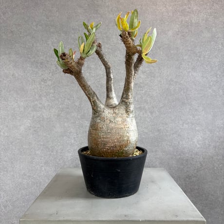 パキポディウムグラキリス | STORES